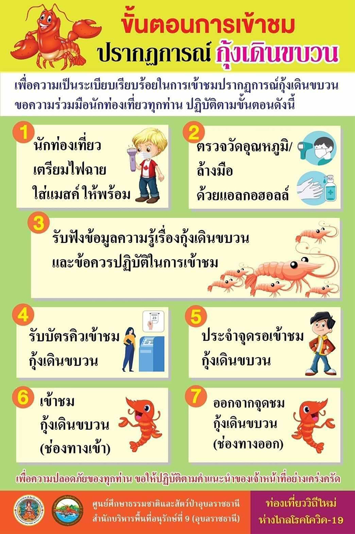 #1ปีมีครั้งเดียว... เตรียมชมมหัศจรรย์ของธรรมชาติ "ปรากฏการณ์กุ้งเดินขบวน" 1-30 กันยายนนี้ ณ ศูนย์ศึกษาธรรมชาติและสัตว์ป่า จ.อุบลราชธานี